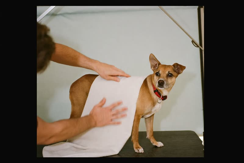 A dog being towel dried on a grooming table