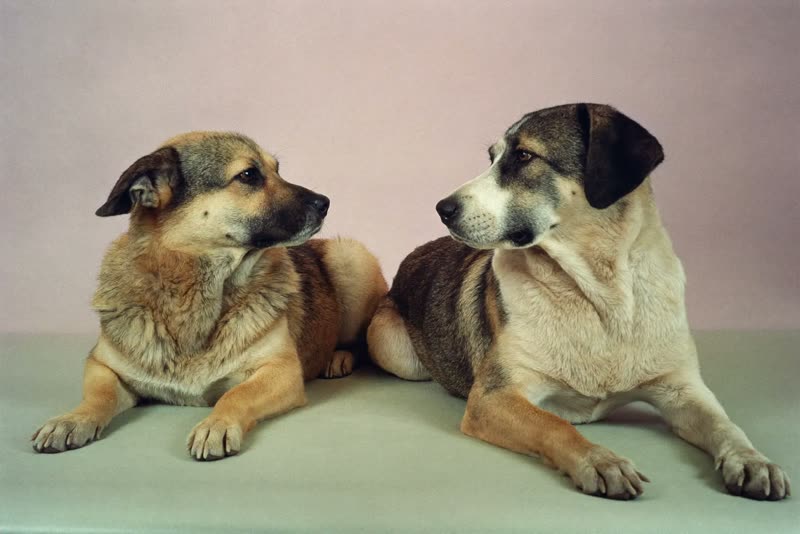 Two dogs sitting calmly side by side