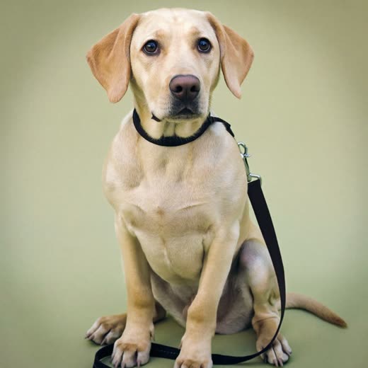 A young labrador sitting attentively on a lead