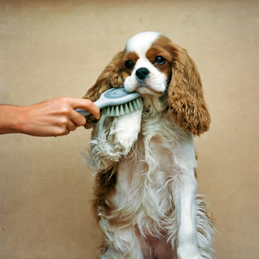 A spaniel being brushed out